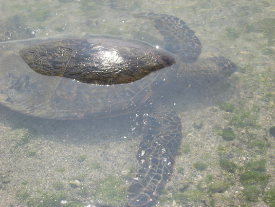 Sea turtle swimming in shallow, clear water over a sandy bottom with some green algae
