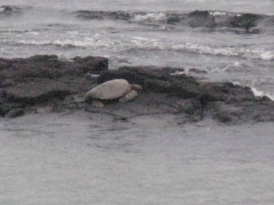 Sea turtle resting on dark rocks near the ocean waves