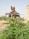 1995 Mercury Grand Marquis - A soldier stands with a rifle in front of a marijuana plant, with a building in the background.
