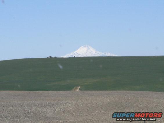 Distant snow-capped mountain over green hills, with tractors on the horizon
