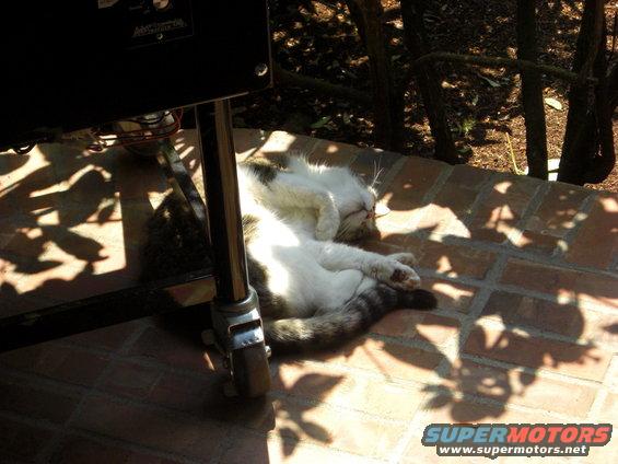 Cat sleeping on brick patio under dappled sunlight