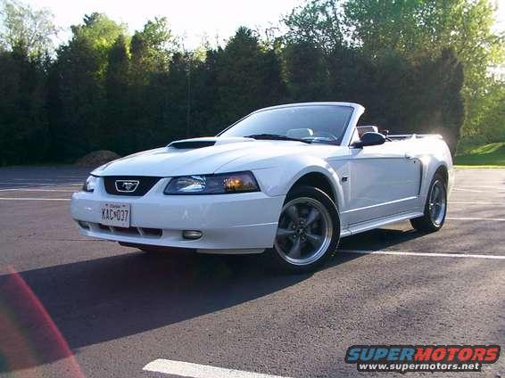 picture_393.jpg The stang