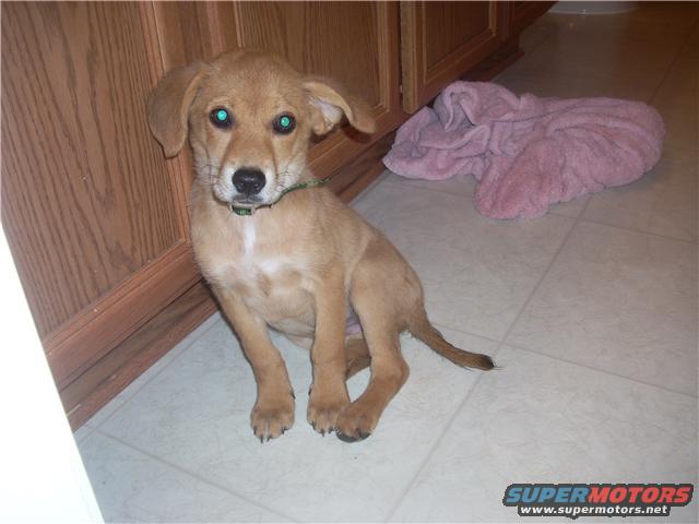 dog.jpg