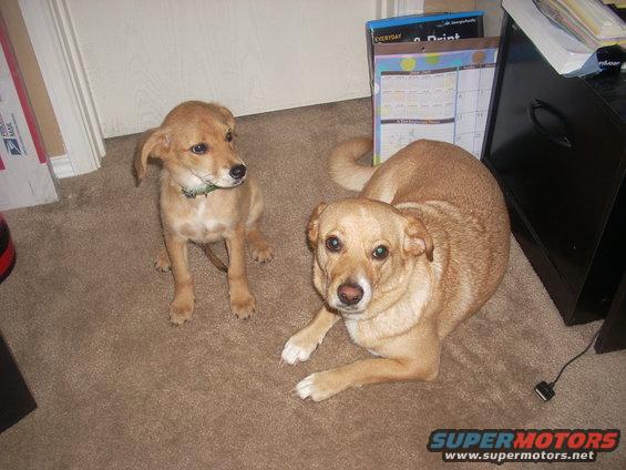 dogs.jpg 