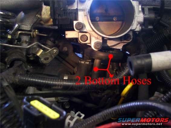 Engine manifold with two red arrows pointing to bottom hoses. Text reads '2 Bottom Hoses'