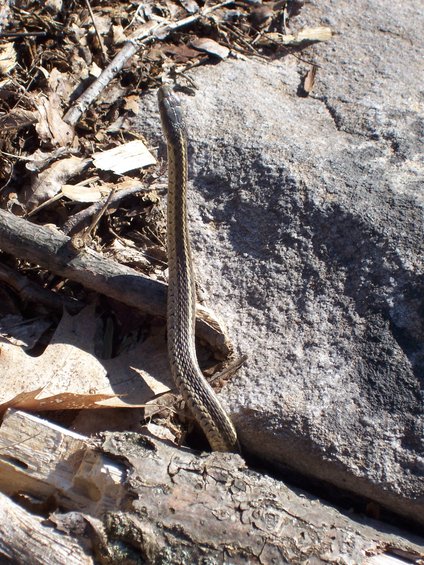 Garter snake on forest floor near rock and logs
