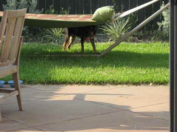 Dog standing under a hammock on a grassy backyard with a patio in the foreground