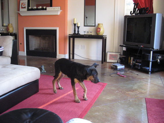 Dog on a red rug in a living room with a fireplace and TV