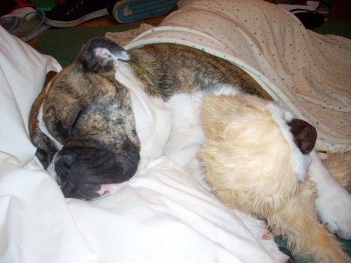 Brindle and white dog sleeping on white sheets under a patterned blanket