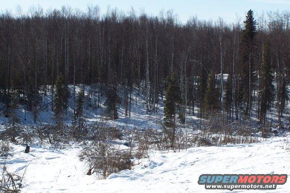 Snowy forest with bare trees and some evergreens under a clear sky