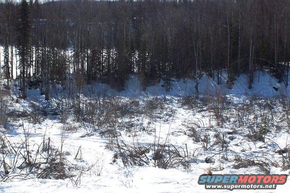 Snowy landscape with bare trees and brush in the foreground