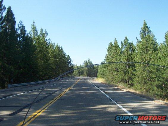 Two-lane road bordered by pine trees under a clear blue sky
