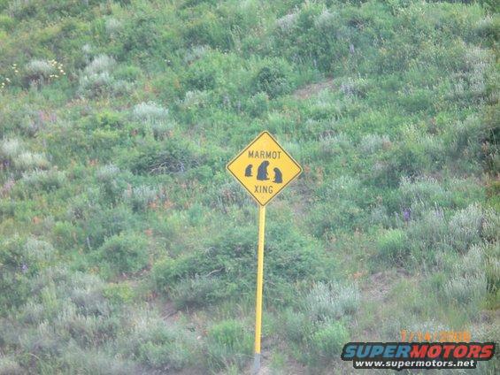 Yellow diamond sign warns of marmot crossing