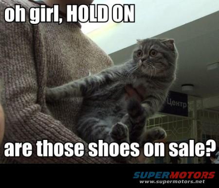 cat1.jpg 