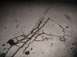 2002 Ford Excursion - TRACKS4