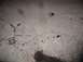 2002 Ford Excursion - TRACKS5