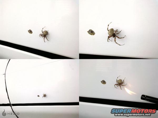 spider4.jpg 
