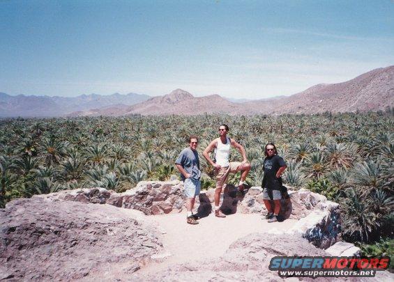 Three men stand on a stone overlook in a desert landscape with a vast palm forest behind them