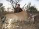 1991 Ford Bronco - A hunter poses with his kill, a large antelope, in a dry, outdoor environment.