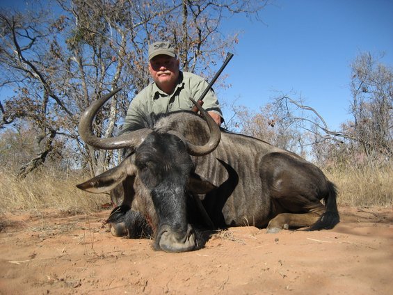 Wildebeest lying on the ground with a hunter behind it