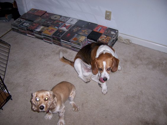 Two dogs on carpet with a large stack of CDs