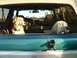 1996 Ford Bronco - Two dogs peer out from the interior of a 1996 Ford Bronco.