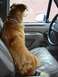 1996 Ford Bronco - A dog sits patiently in the driver's seat of a 1996 Ford Bronco, gazing out the window.