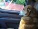 1996 Ford Bronco - Dog rides shotgun, gazing out the window at the passing world.