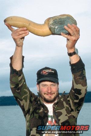 Man holding a large geoduck clam, Supermotors logo visible