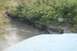 1990 Chevrolet Suburban - A view from a vehicle shows a stream flowing past a muddy bank covered in green plants and some pink flowers.