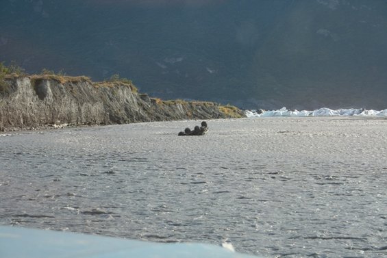 Logs floating in a wide, shallow river with a steep bank on the left and icebergs in the distance