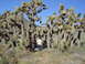 2001 Ford Mustang - A man and a woman pose for a photo amidst a grove of Joshua trees under a clear blue sky.