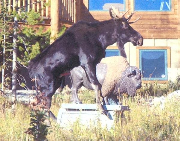 bisonmoose.jpg It's not good to be a fake bison.