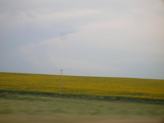 Field of yellow flowers with a distant utility pole under a hazy sky