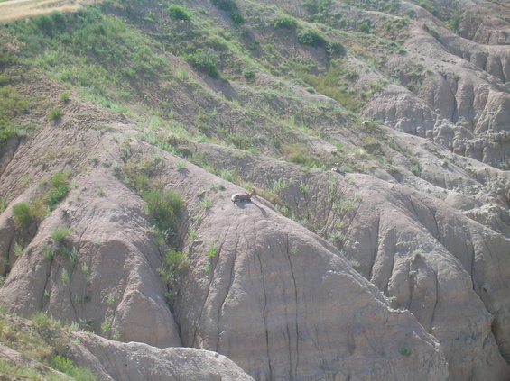 Bighorn sheep resting on a barren, eroded hillside with sparse green vegetation