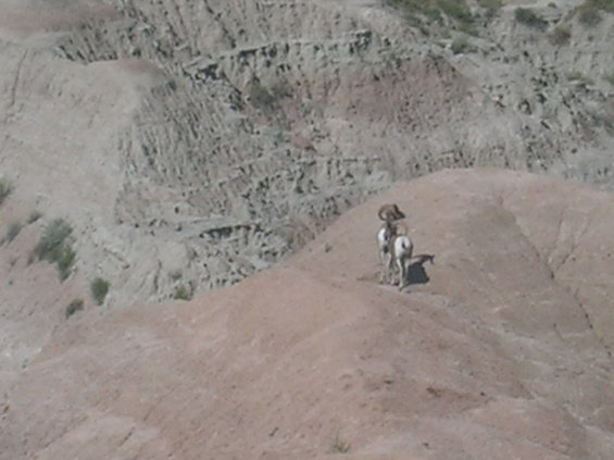 Bighorn sheep on a dusty hillside with eroded rock formations in the background