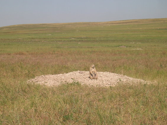 Prairie dog standing on a mound of dirt in a grassy field under a clear sky