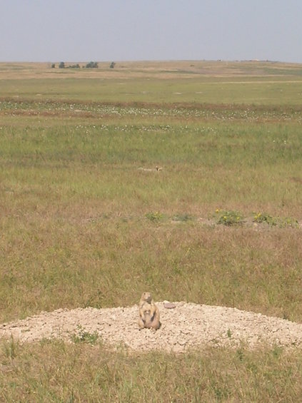 Prairie dog on a mound in a grassy field