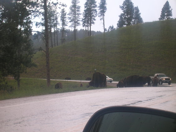 Herd of bison on a road with cars passing by