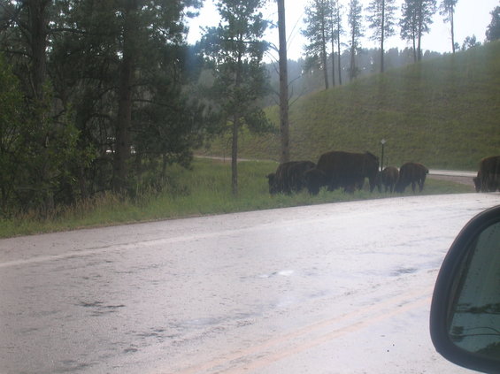 Herd of bison grazing by a wet road with trees and a grassy hill in the background