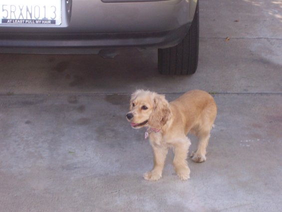 Tan dog with floppy ears stands on concrete near a car's rear bumper and tire