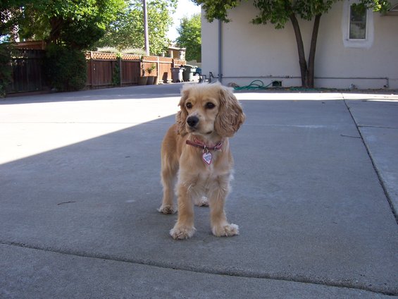 Tan dog with floppy ears standing on concrete