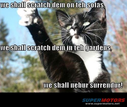 Tuxedo cat with text saying 'we shall scratch dem on teh sofas, we shall scratch dem in teh gardens, we shall nebur surrendur!'