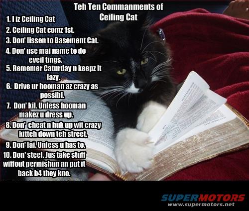 Cat reading a book with text overlay