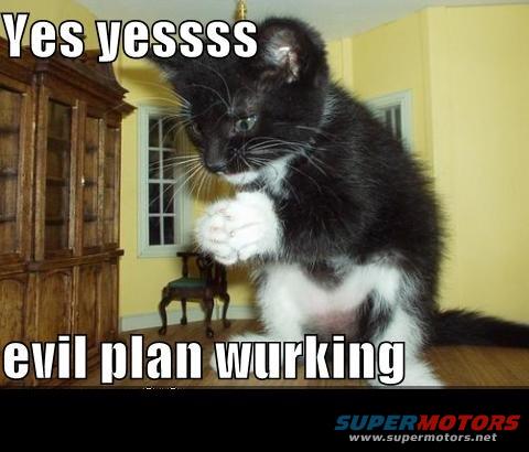 kitten with paws together, text says 'Yes yessss evil plan wurking'
