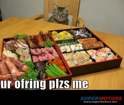 Cat looking at a table with two bento boxes filled with various foods like shrimp, meat, and vegetables