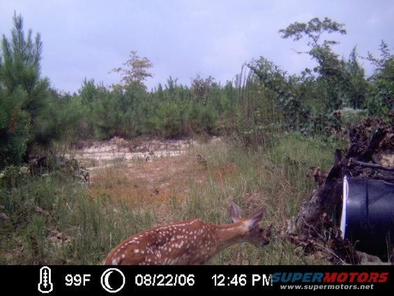 deer-at-corn-83106-005.jpg 