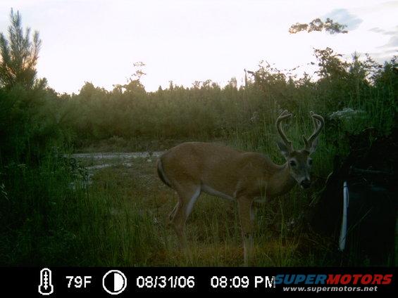 deer-at-corn-83106-094.jpg 