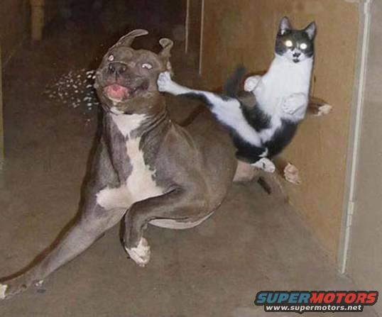 kungfu-cat.jpg 