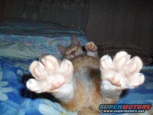 Orange cat on blue blanket, paws extended towards camera